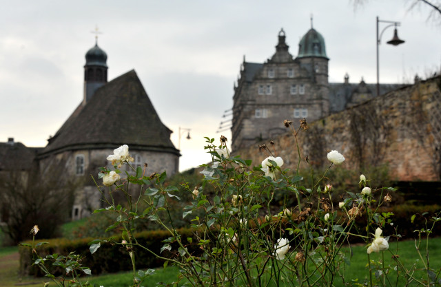 Rosenblte - Neujahr 2014 im Trakehner Gestt Hmelschenburg