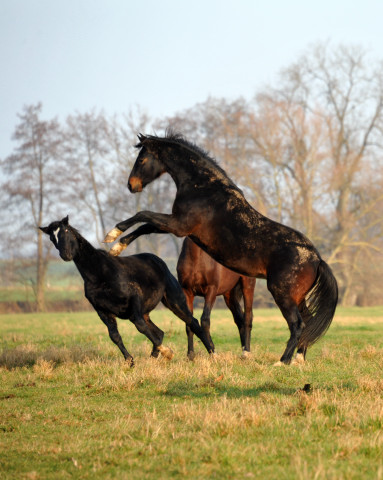 Neujahr 2014 im Trakehner Gestt Hmelschenburg