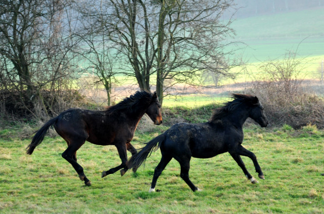 Neujahr 2014 im Trakehner Gestt Hmelschenburg