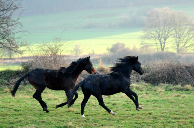 Neujahr 2014 im Trakehner Gestt Hmelschenburg