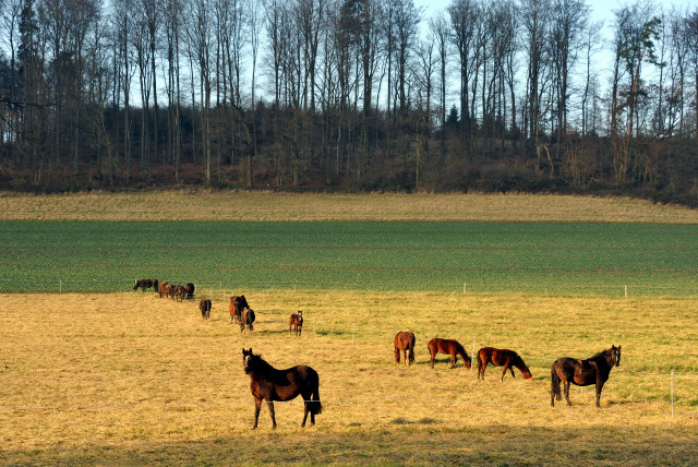 Neujahr 2014 im Trakehner Gestt Hmelschenburg