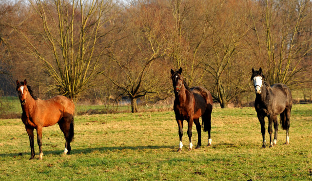 Neujahr 2014 im Trakehner Gestt Hmelschenburg