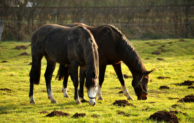 Neujahr 2014 im Trakehner Gestt Hmelschenburg