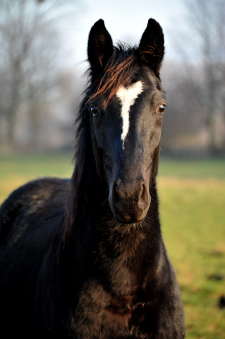 Neujahr 2014 im Trakehner Gestt Hmelschenburg