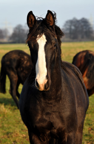 Neujahr 2014 im Trakehner Gestt Hmelschenburg