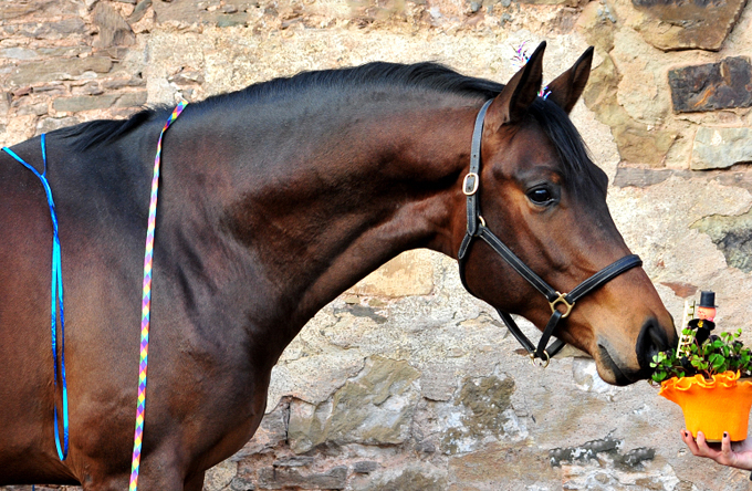 Karakallis am 1. Januar 2020 in Hmelschenburg - Trakehner Gestt Hmelschenburg - Beate Langels