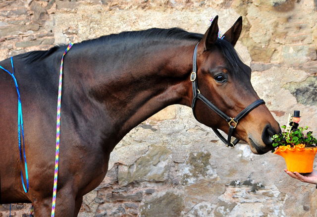 Neujahr 2020 -
Karakallis von High Motion - Trakehner Gestt Hmelschenburg - Foto: Beate Langels