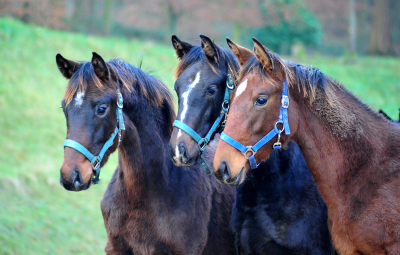 Die Jhrlingsstuten am 1. Januar 2020 in Hmelschenburg - Trakehner Gestt Hmelschenburg - Beate Langels