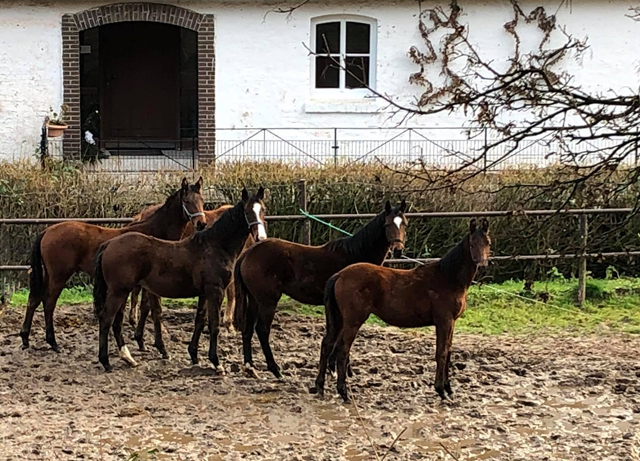 1. Januar 2021 unsere Jhrlingshengste - Foto: Beate Langels - 
Trakehner Gestt Hmelschenburg