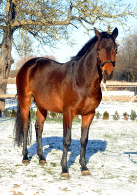 Hirtenglanz in  Schplitz - Foto: Beate Langels - Trakehner Gestt Hmelschenburg