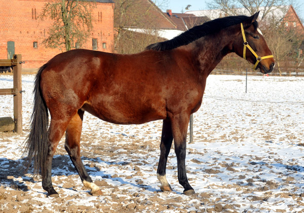 Trakehner Stute Dejaniera v. Freudenfest u.d. Didaktik v. Manrico, Z�chter: B. Gutmann, Foto: Beate Langels