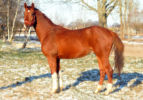  2,5jhriger Wallach von Fidertanz - Foto: Beate Langels - Trakehner Gestt Hmelschenburg