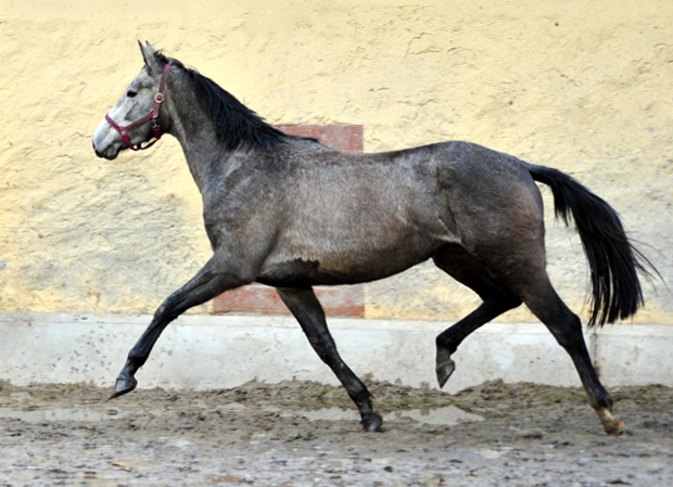 Trakehner Stute Tea Cup von Exclusiv u.d. Teatime v. Summertime - Foto: Beate Langels - Trakehner Gestt Hmelschenburg