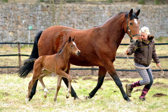 Trakehner Filly Karida by Oliver Twist out of Premiummare Karena by Freudenfest - Foto: Beate Langels, Trakehner Gestt Hmelschenburg