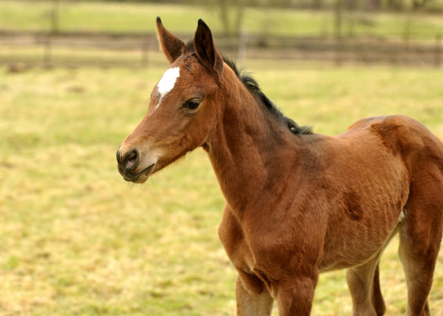 Trakehner Filly by Oliver Twist out of Premiummare Karena by Freudenfest - Foto: Beate Langels, Trakehner Gestt Hmelschenburg