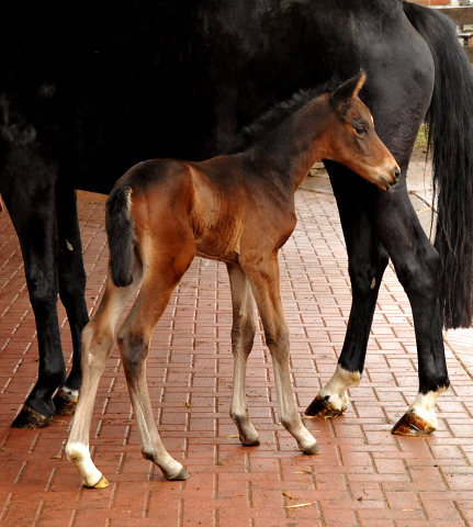 4 Tage alt Hengstfohlen von Oliver Twist u.d. Pr.St. Orvieta v. 
Hohenstein u.d. Elitestute Odessa v. Kostolany - Foto: Beate Langels Gestt Hmelschenburg