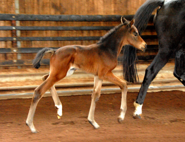 4 Tage alt Hengstfohlen von Oliver Twist u.d. Pr.St. Ovieta v. 
Hohenstein u.d. Elitestute Odessa v. Kostolany - Foto: Beate Langels Gestt Hmelschenburg