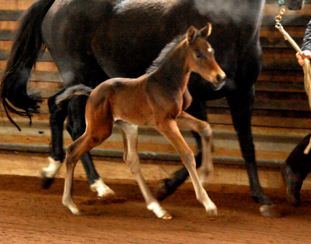 4 Tage alt Hengstfohlen von Oliver Twist u.d. Pr.St. Ovieta v. 
Hohenstein u.d. Elitestute Odessa v. Kostolany - Foto: Beate Langels Gestt Hmelschenburg