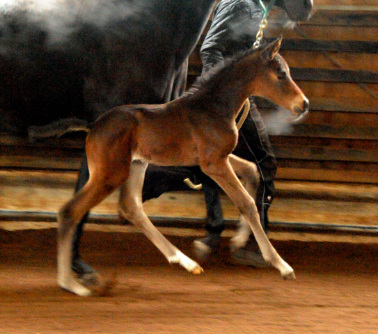 4 Tage alt Hengstfohlen von Oliver Twist u.d. Pr.St. Ovieta v. 
Hohenstein u.d. Elitestute Odessa v. Kostolany - Foto: Beate Langels Gestt Hmelschenburg