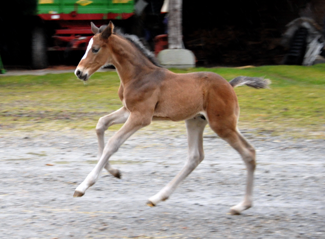 7 Tage alt Hengstfohlen von Saint Cyr u.d. Princess B von Coriander - Foto: Beate Langels Gestt Hmelschenburg