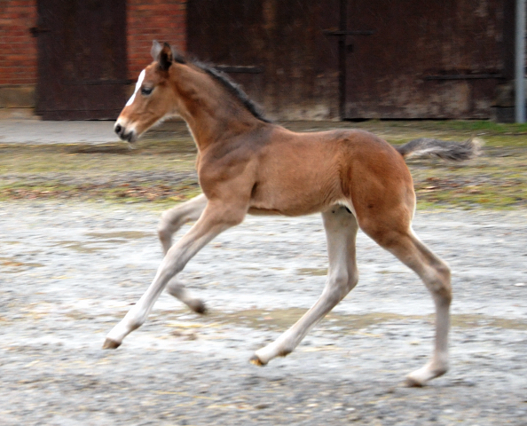 7 Tage alt Hengstfohlen von Saint Cyr u.d. Princess B von Coriander - Foto: Beate Langels Gestt Hmelschenburg