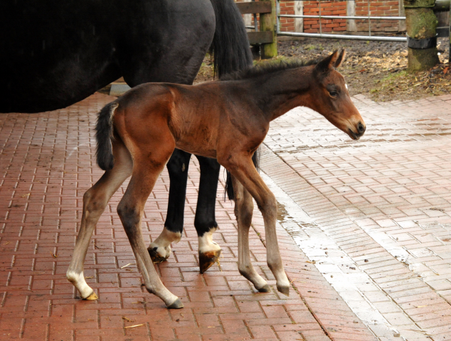 4 Tage alt Hengstfohlen von Oliver Twist u.d. Pr.St. Orvieta v. 
Hohenstein u.d. Elitestute Odessa v. Kostolany - Foto: Beate Langels Gestt Hmelschenburg