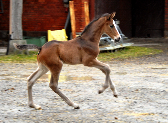 7 Tage alt Hengstfohlen von Saint Cyr u.d. Princess B von Coriander - Foto: Beate Langels Gestt Hmelschenburg