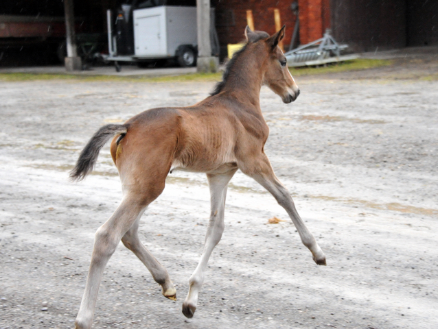 7 Tage alt Hengstfohlen von Saint Cyr u.d. Princess B von Coriander - Foto: Beate Langels Gestt Hmelschenburg