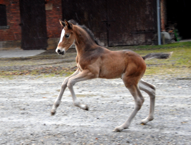 7 Tage alt Hengstfohlen von Saint Cyr u.d. Princess B von Coriander - Foto: Beate Langels Gestt Hmelschenburg