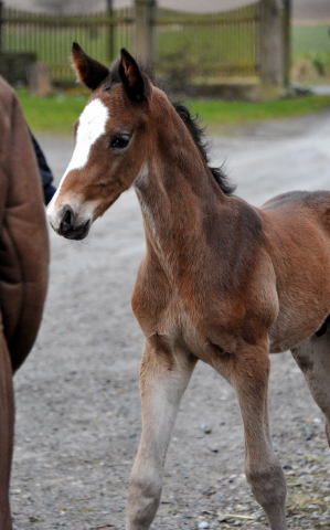 7 Tage alt Hengstfohlen von Saint Cyr u.d. Princess B von Coriander - Foto: Beate Langels Gestt Hmelschenburg