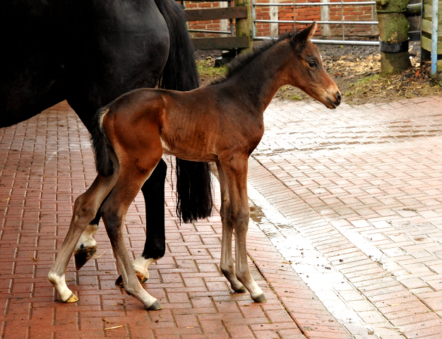 4 Tage alt Hengstfohlen von Oliver Twist u.d. Pr.St. Orvieta v. 
Hohenstein u.d. Elitestute Odessa v. Kostolany - Foto: Beate Langels Gestt Hmelschenburg