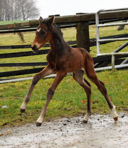 4 Tage alt Hengstfohlen von Oliver Twist u.d. Pr.St. Orvieta v. 
Hohenstein u.d. Elitestute Odessa v. Kostolany - Foto: Beate Langels Gestt Hmelschenburg