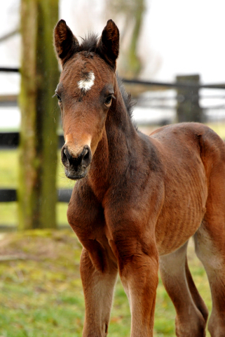 4 Tage alt Hengstfohlen von Oliver Twist u.d. Pr.St. Orvieta v. 
Hohenstein u.d. Elitestute Odessa v. Kostolany - Foto: Beate Langels Gestt Hmelschenburg