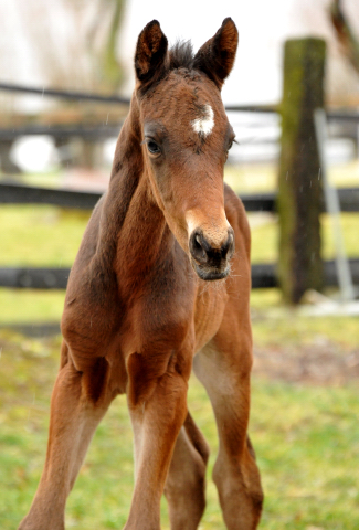 4 Tage alt Hengstfohlen von Oliver Twist u.d. Pr.St. Orvieta v. 
Hohenstein u.d. Elitestute Odessa v. Kostolany - Foto: Beate Langels Gestt Hmelschenburg