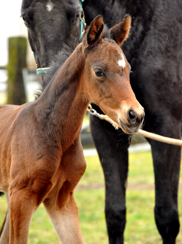 4 Tage alt Hengstfohlen von Oliver Twist u.d. Pr.St. Orvieta v. 
Hohenstein u.d. Elitestute Odessa v. Kostolany - Foto: Beate Langels Gestt Hmelschenburg