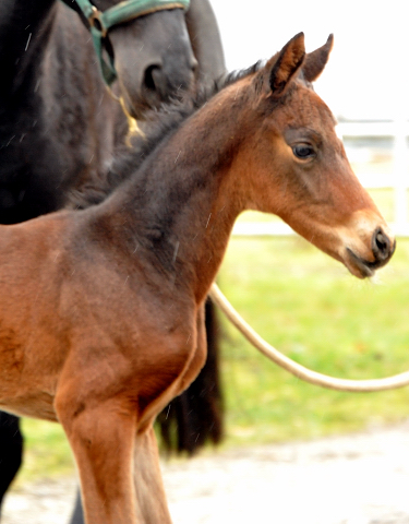 4 Tage alt Hengstfohlen von Oliver Twist u.d. Pr.St. Orvieta v. 
Hohenstein u.d. Elitestute Odessa v. Kostolany - Foto: Beate Langels Gestt Hmelschenburg
