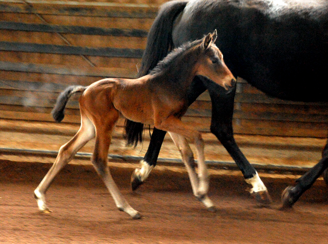4 Tage alt Hengstfohlen von Oliver Twist u.d. Pr.St. Orvieta v. 
Hohenstein u.d. Elitestute Odessa v. Kostolany - Foto: Beate Langels Gestt Hmelschenburg