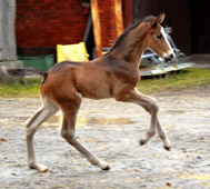 Hengstfohlen von Saint Cyr - Foto: Beate Langels
