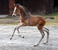 Hengstfohlen von Saint Cyr - Foto: Beate Langels