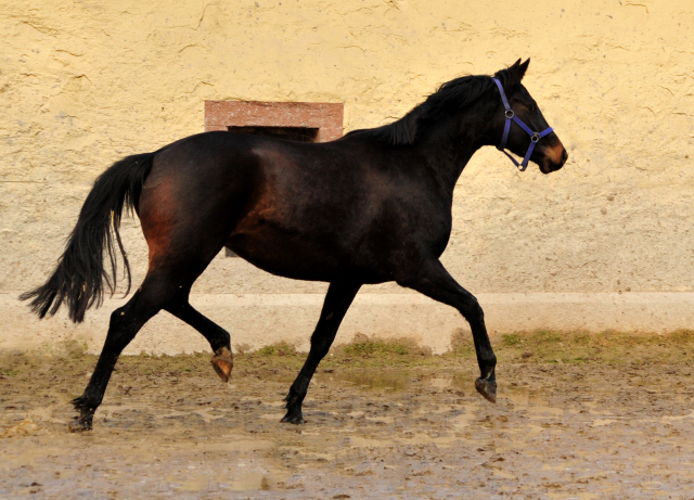 Kaisermelodie von Enrico Caruso am 1. Mrz 2017 - Foto: Beate Langels -  Trakehner Gestt Hmelschenburg