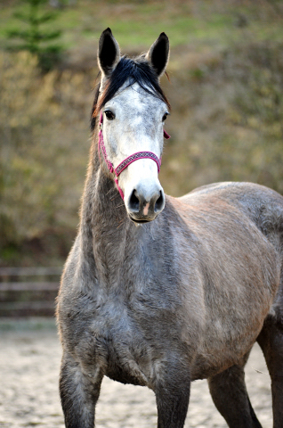 Trakehner Stute von Exclusiv u.d. Teatime v. Summertime - Foto: Beate Langels - Trakehner Gestt Hmelschenburg