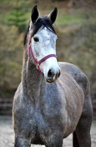 Trakehner Stute von Exclusiv u.d. Teatime v. Summertime - Foto: Beate Langels - Trakehner Gestt Hmelschenburg