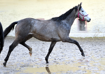 Tea Cup - Trakehner Stute von Exclusiv u.d. Teatime v. Summertime - Foto: Beate Langels - Trakehner Gestt Hmelschenburg