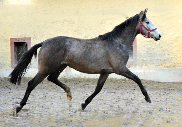 Trakehner Stute Tea Cup von Exclusiv u.d. Teatime v. Summertime - Foto: Beate Langels - Trakehner Gestt Hmelschenburg