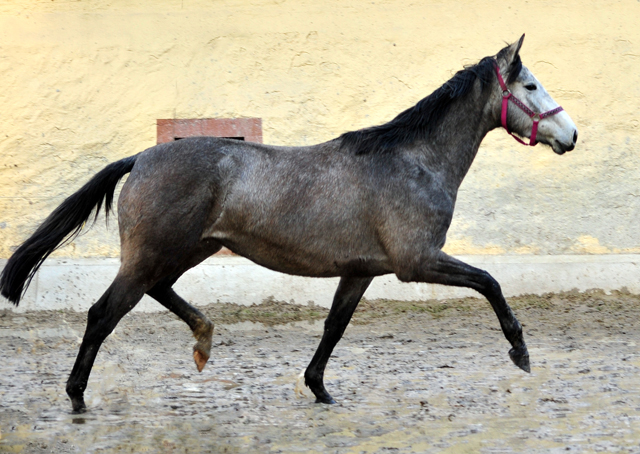 Trakehner Stute Tea Cup von Exclusiv u.d. Teatime v. Summertime - Foto: Beate Langels - Trakehner Gestt Hmelschenburg