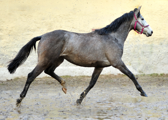 Trakehner Stute von Exclusiv u.d. Teatime v. Summertime - Foto: Beate Langels - Trakehner Gestt Hmelschenburg