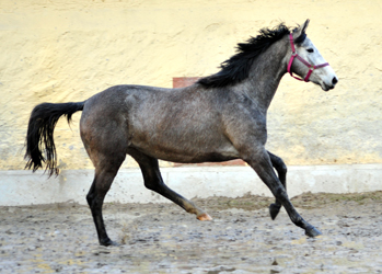 Trakehner Stute von Exclusiv u.d. Teatime v. Summertime - Foto: Beate Langels - Trakehner Gestt Hmelschenburg