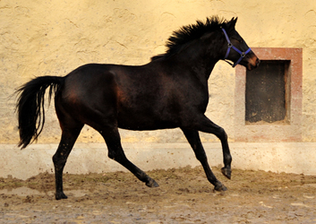 Kaisermelodie von Enrico Caruso am 1. Mrz 2017 - Foto: Beate Langels -  Trakehner Gestt Hmelschenburg