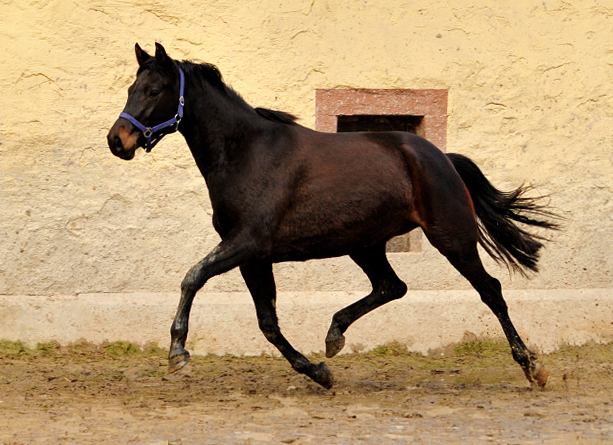 Kaisermelodie von Enrico Caruso am 1. Mrz 2017 - Foto: Beate Langels -  Trakehner Gestt Hmelschenburg