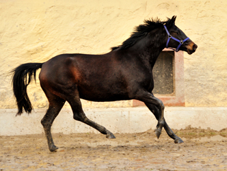 Kaisermelodie von Enrico Caruso am 1. Mrz 2017 - Foto: Beate Langels -  Trakehner Gestt Hmelschenburg